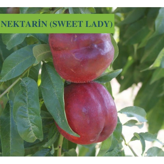 Sweet Lady Şeftali Fidanı Sweet Lady Şeftali Fidanı