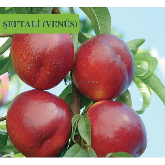 Venüs Nektarin Şeftali Fidanı Venüs Nektarin Şeftali Fidanı