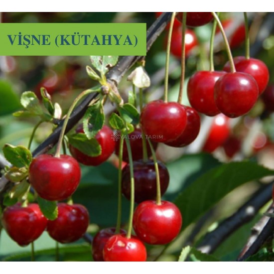 Vişne (Kütahya) Fidanı Vişne (Kütahya) Fidanı